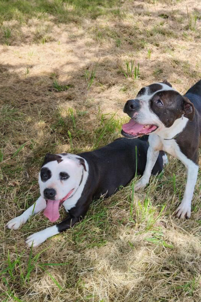 AID Animaux - Chiens à l'adoption - Cocarde & Guccia