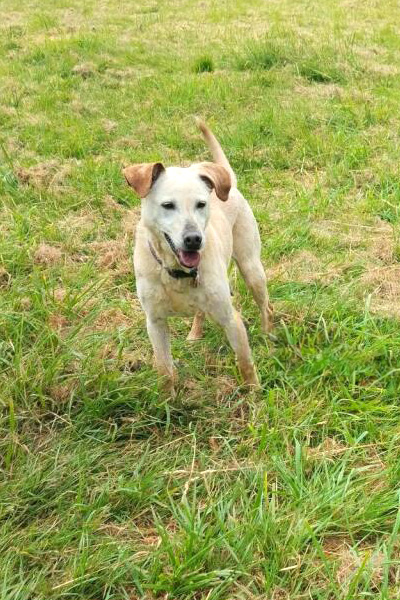 AID Animaux - Chiens à l'adoption - Dora