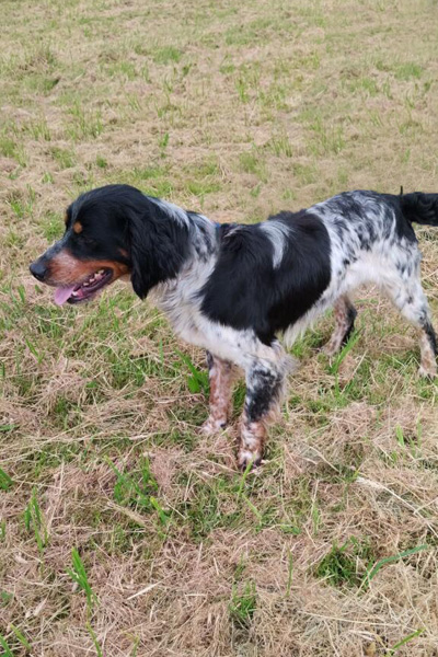 AID Animaux - Chiens à l'adoption - Tarzan