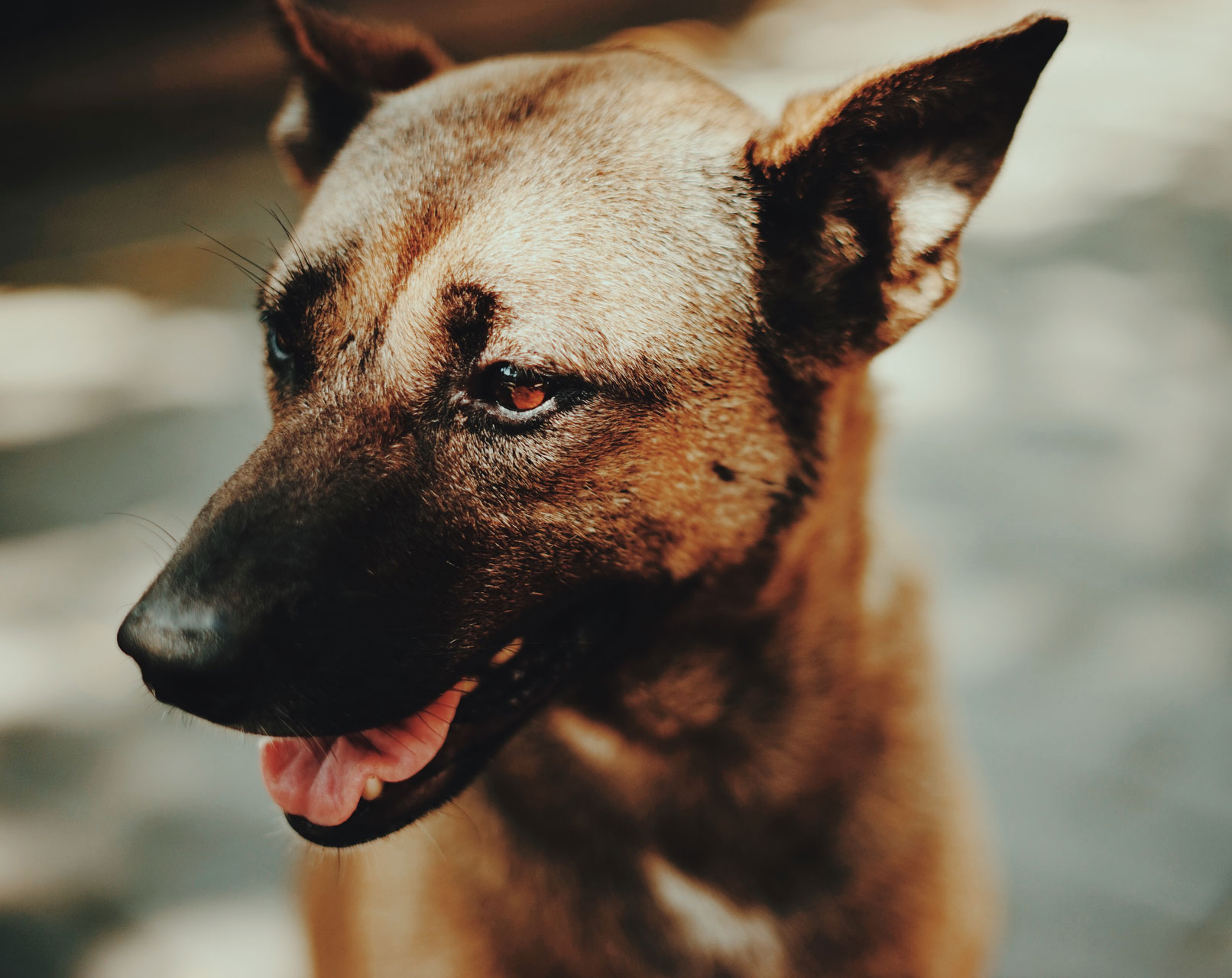 AID Animaux - chien croisé berger