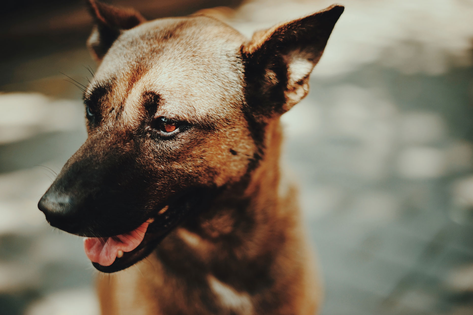 AID Animaux - chien croisé berger