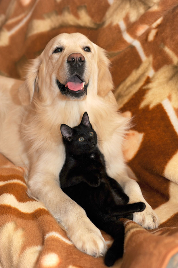 AID Animaux - chien et chat sur canapé