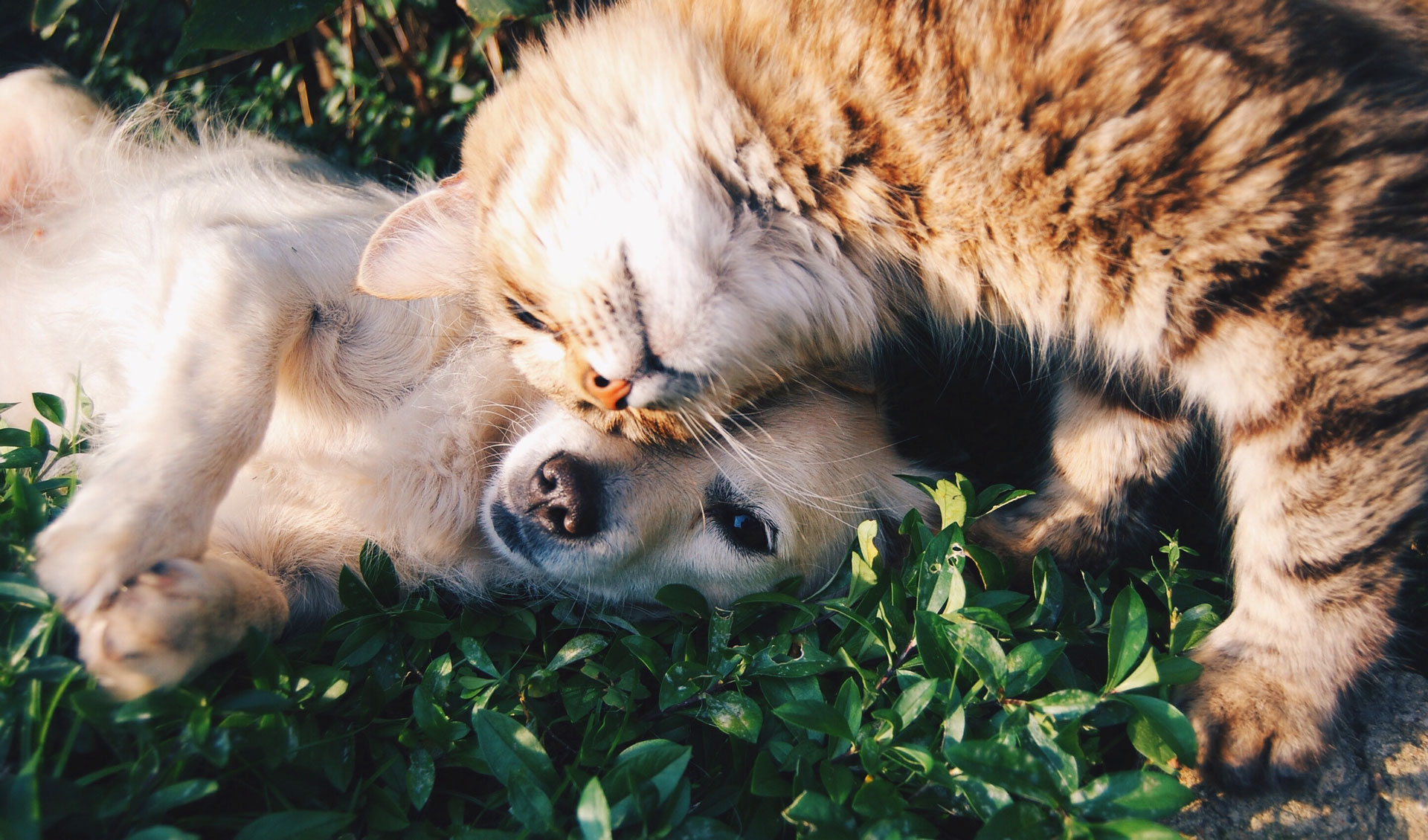 AID Animaux - tendresse chien et chat