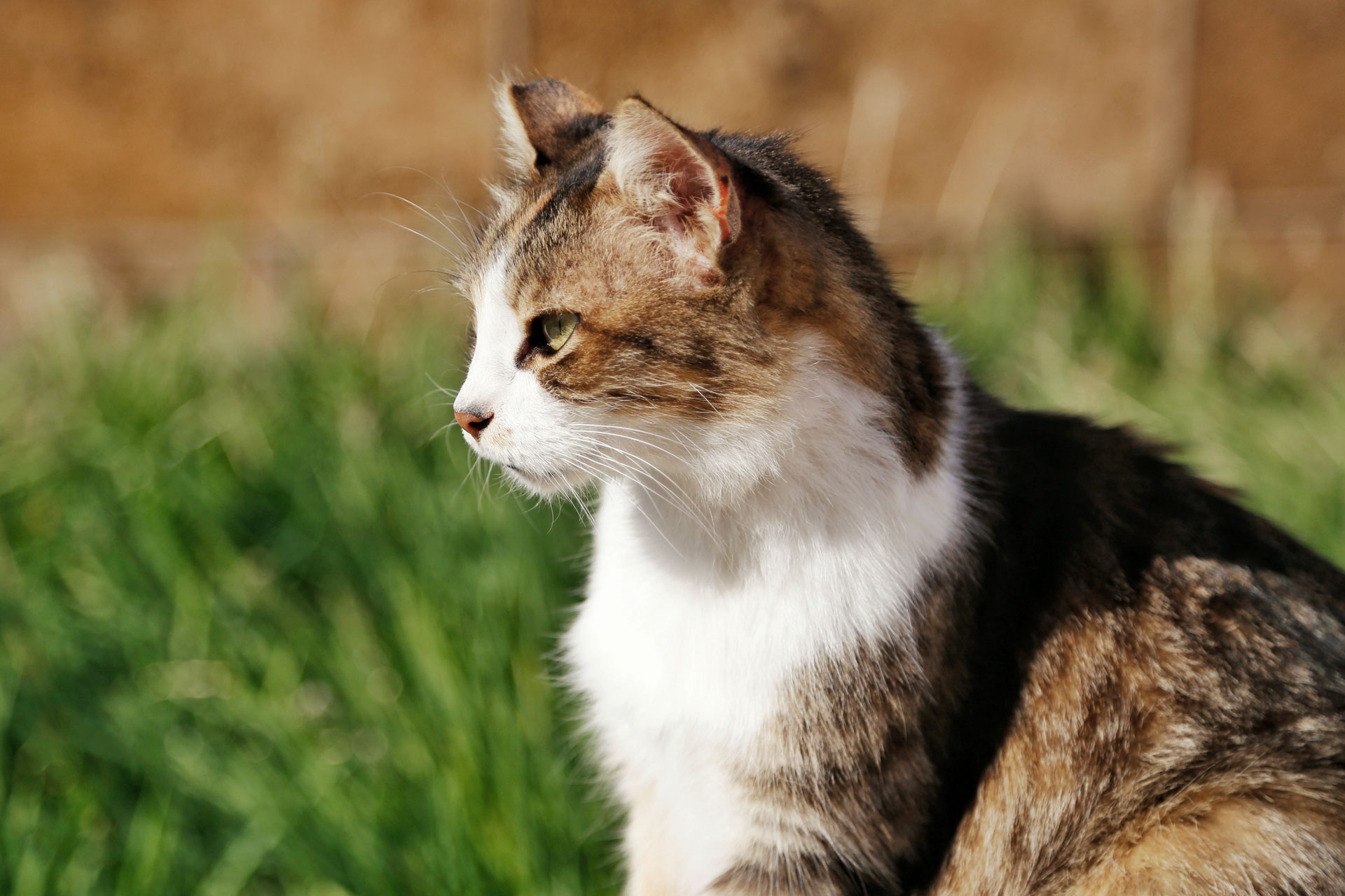 AID Animaux - chat Européen