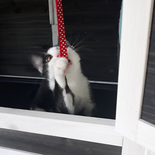 AID Animaux - Chats à l'adoption - Voyou