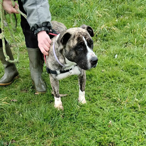 AID Animaux - Chiens à l'adoption - Toscane