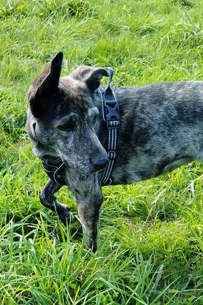 AID Animaux - Chiens à l'adoption - Taïga