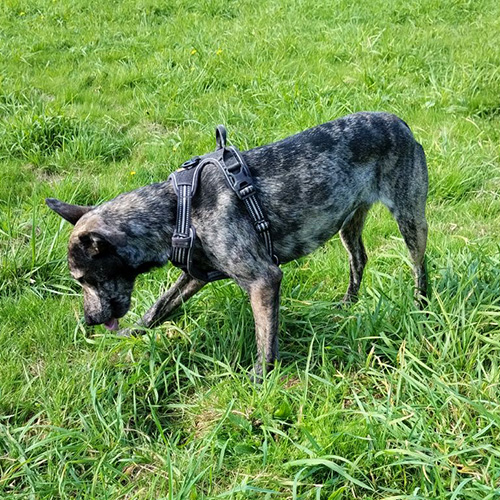 AID Animaux - Chiens à l'adoption - Taïga