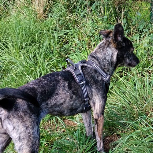 AID Animaux - Chiens à l'adoption - Taïga