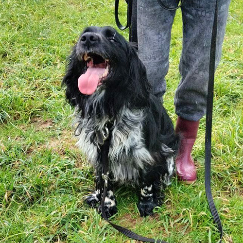 AID Animaux - Chiens à l'adoption - Turbo